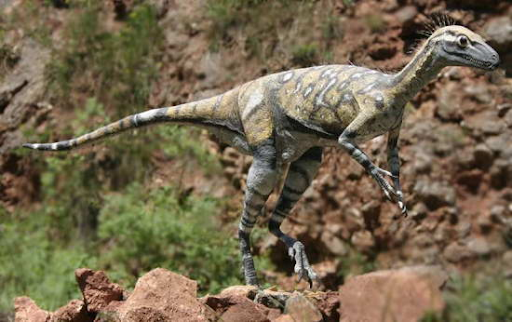 Micropachycephalosaurus